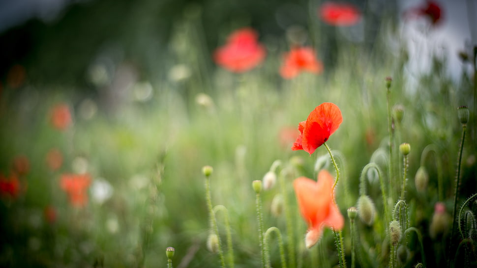 red flowers HD wallpaper