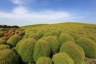 green bushes under blue sky and white clouds, kochia scoparia