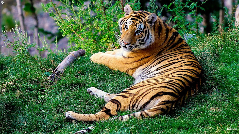 tiger, cat, animals, tiger HD wallpaper