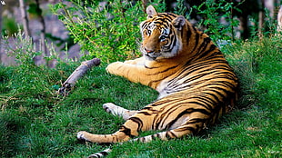 tiger, cat, animals, tiger HD wallpaper