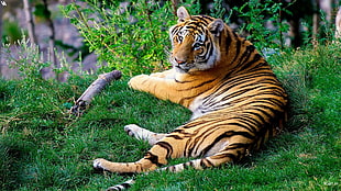tiger, cat, animals, tiger