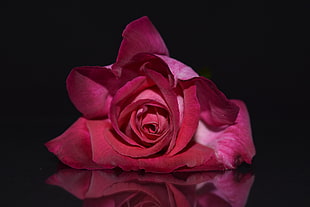 red Rose flower