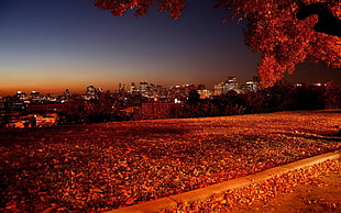 fall, sunset, nature HD wallpaper