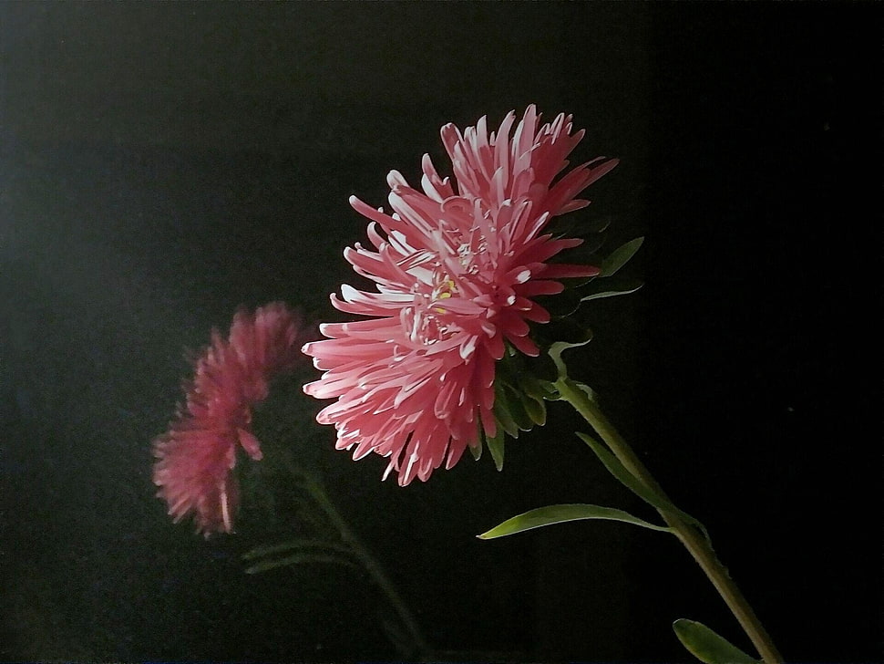 pink flower photography HD wallpaper