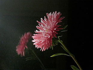 pink flower photography