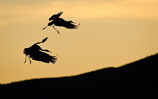 silhouette of two stork birds