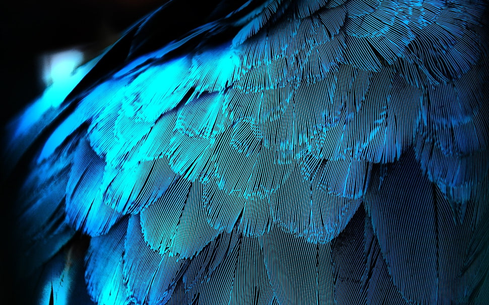white feathers HD wallpaper