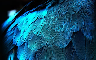white feathers
