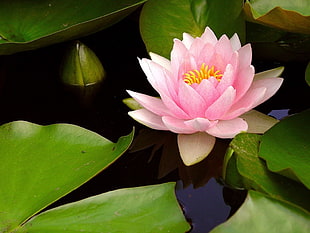 pink lotus flower HD wallpaper