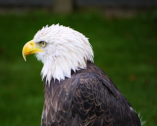 bald eagle HD wallpaper
