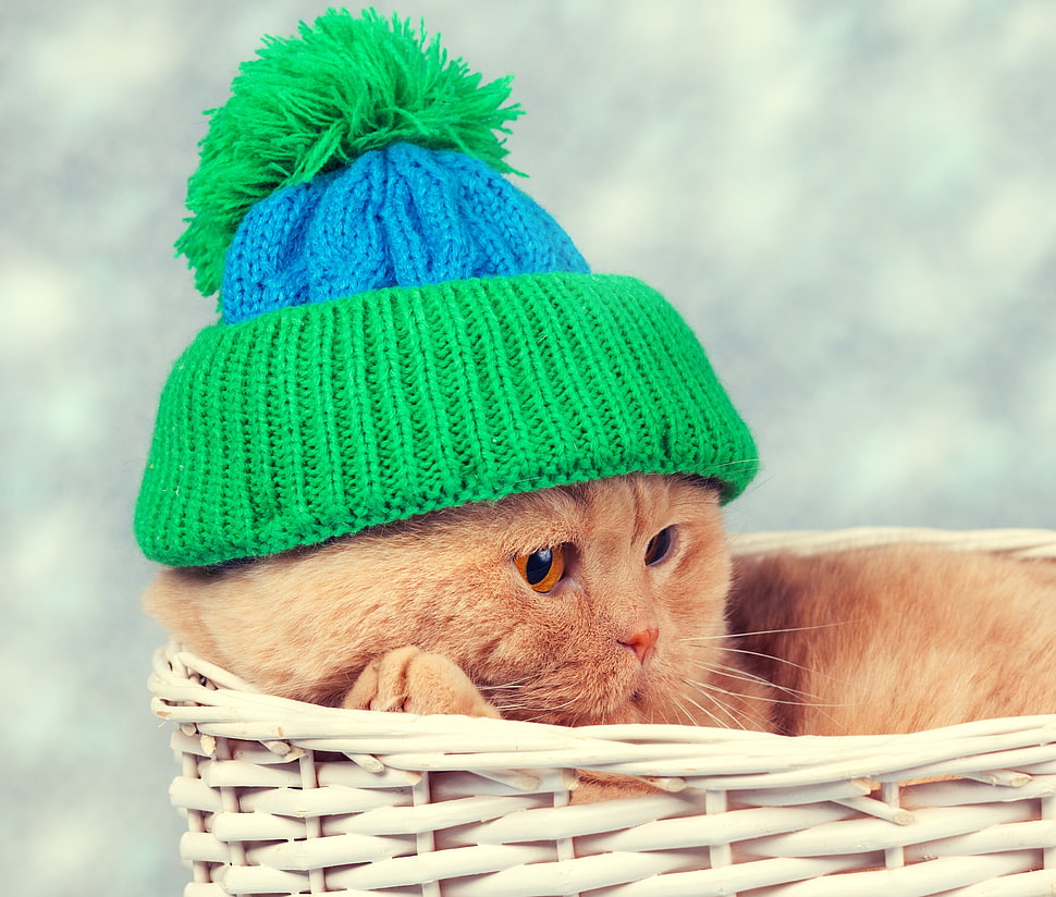 brown cat in white wicker basket HD wallpaper