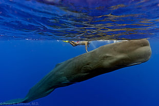 sperm whale under the sea HD wallpaper