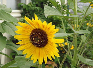 photography of sunflower HD wallpaper
