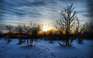 silhouette of trees with snowed ground under gray clouds during golden