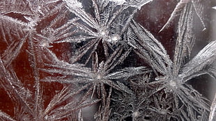 frost window HD wallpaper