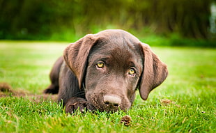 chocolate Labrador Retriever lying on the grass field during daytime