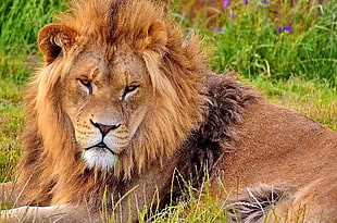 Lion lying on grass field