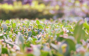 green leaf plants HD wallpaper