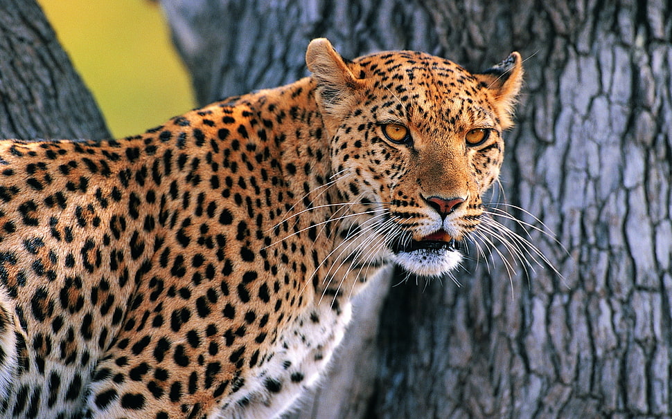 leopard near gray tree trunk HD wallpaper