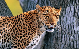 leopard near gray tree trunk