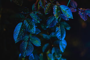 green-and-blue leaf plant, Leaves, Drops, Close-up
