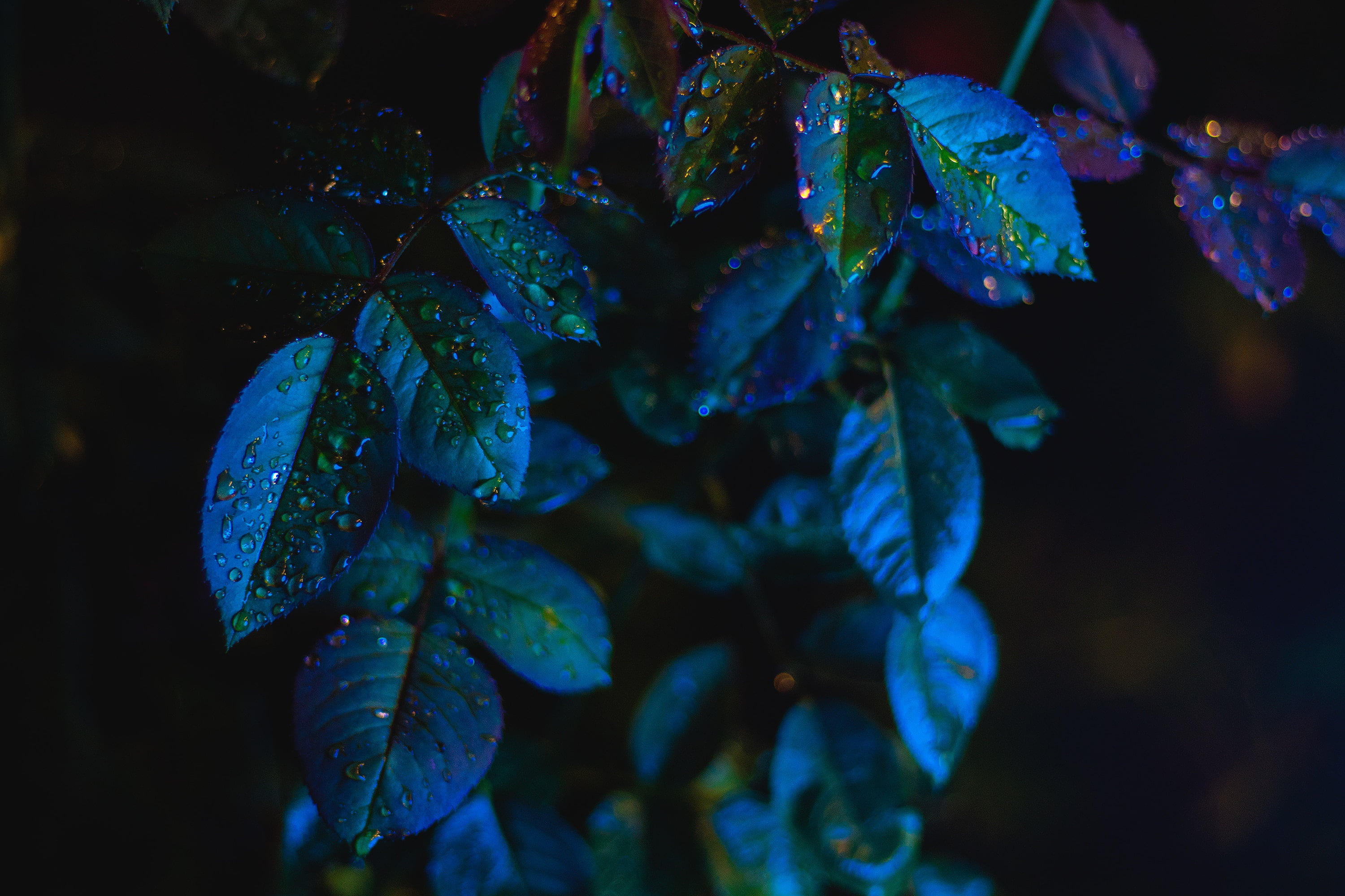 Online crop | green-and-blue leaf plant, Leaves, Drops, Close-up HD
