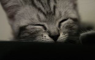 gray scale photo of kitten