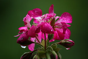 shallow focus photography of pink Geranium flower at water drops