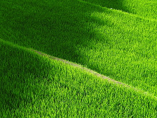 green field