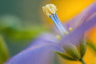selective focus photography of purple and yellow flower