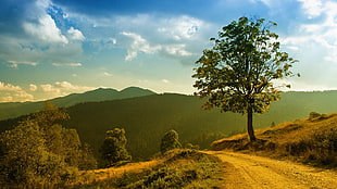 green leaf tree during daytime