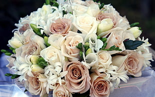 white and brown rose