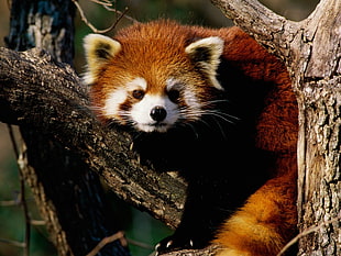 red panda, red panda, animals, branch