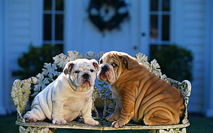 two tan and white English Bulldogs