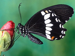 macro photography of a black and white butterfly on a rose bud