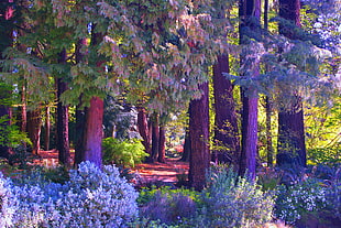 green trees, forest