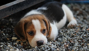 tri-colored Beagle puppy lying on rocky area on focus photo HD wallpaper