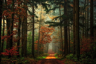 red and green leaf trees