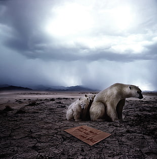 Polar Bears on ground HD wallpaper