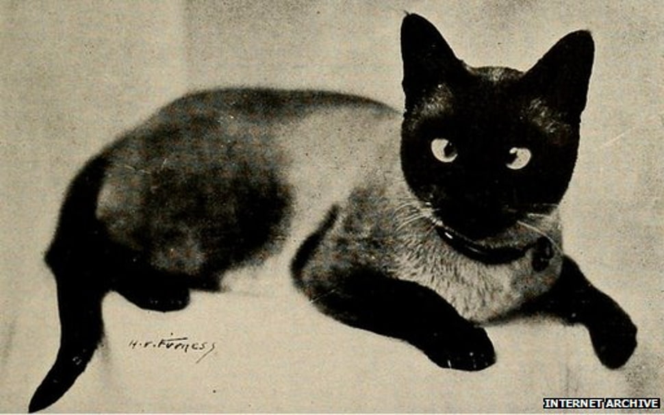 white and black cat HD wallpaper