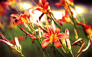 selective focus photography of red-and-yellow petaled flowers