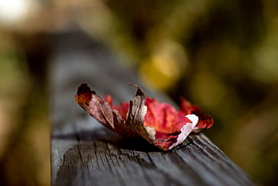 macro shot photography of brown dried leaves on gray wooden plank