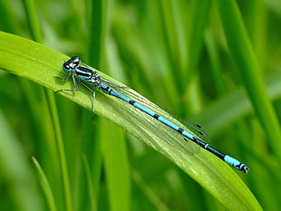 black and blue dragonfly HD wallpaper