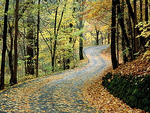 photo of road near trees HD wallpaper