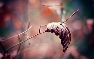 selective focus of brown leaf