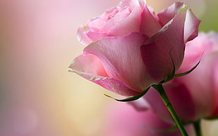 pink petal flower marcro photography