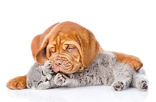 mahogany French mastiff puppy playing with short-fur gray kitten HD wallpaper