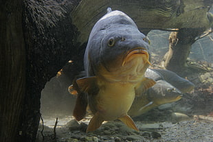 gray fish, carp, fish, animals HD wallpaper