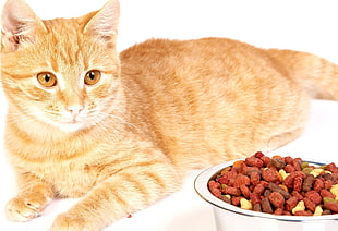 orange tabby cat near cat food