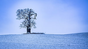 silhouette of tree, nature, trees, winter, ice